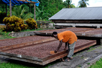 Belmont Cocoa