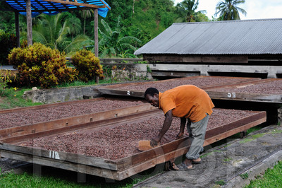 Belmont Cocoa
